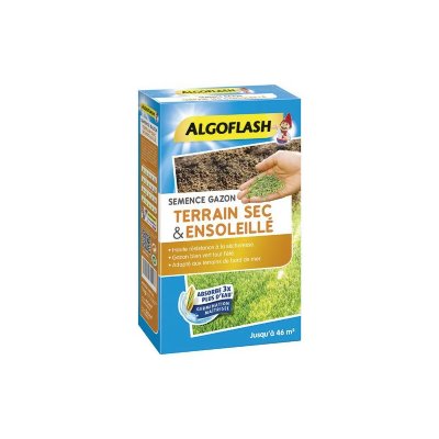 ALGOFLASH  Semence Gazon Terrain Sec & Ensoleill&eacute;, 1 kg, SEMSOL1