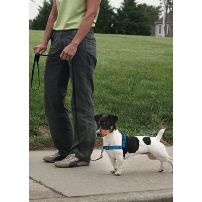 PETSAFE EASY WALK Harnais Deluxe S - Bleu Oc&eacute;an - Pour chien
