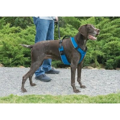 EASY WALK  Harnais M - Bleu - Pour chien