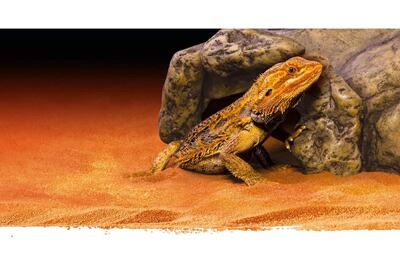 EXO TERRA Exoterra - Cachette pour reptile - Grotte Moyen