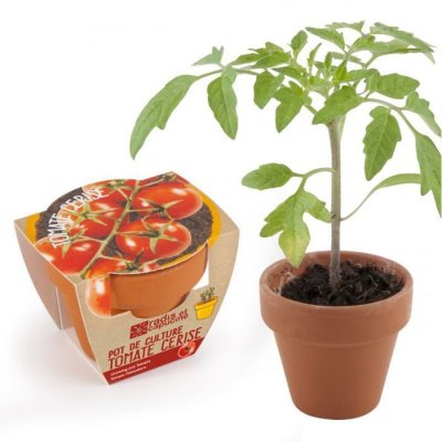 RADIS ET CAPUCINE Graines de Tomate Cerise bio en pot de culture terre cuite