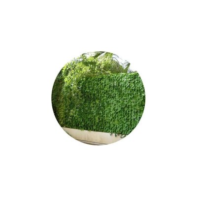 JET7GARDEN Haie artificielle feuillage lierre  - Vert - 1 m x 3 m