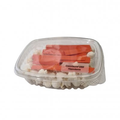 BIOTOP Larve de coccinelle HIPPODAMIA anti pucerons pour laurier rose