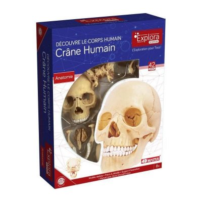 MGM  - explora - anatomie cr&acirc;ne humain - exp&eacute;rience anatomie