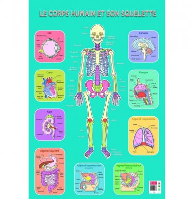  Poster p&eacute;dagogique - Squelette Humain - 52 x 76 cm 52 cm