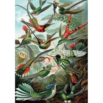 PIATNIK Puzzle carton 1000 pi&egrave;ces HAECKEL COLIBRIS  Multicolore
