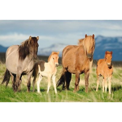 SCHMIDT SPIELE Puzzle enfant 200 pi&egrave;ces - Famille Cheval - SCHMIDT AND SPIELE
