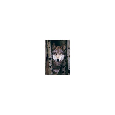 EUROGRAPHICS Puzzle Loup Gris 
