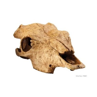 EXO TERRA Buffalo Skull D&eacute;coration 11x23x23 Cm