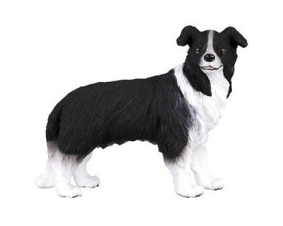 COLLECTA  - Col88010 - Border Colley - Taille M