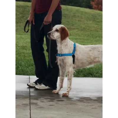 GENERIQUE Easy Walk Harnais Deluxe M - Bleu Oc&eacute;an - Pour Chien