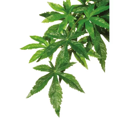 EXO TERRA Exoterra Plante de D&eacute;coration pour Reptile Abutilon