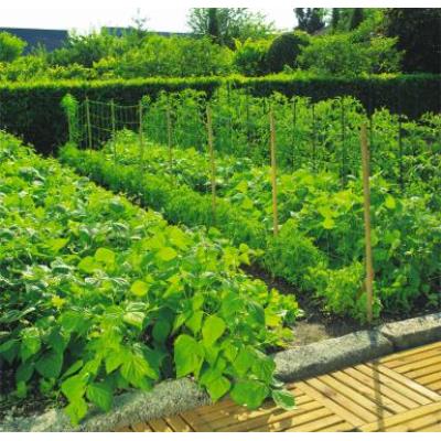 NORTENE Filet &agrave; ramer 2 x 10 trellinet - 
