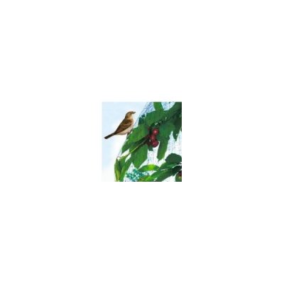 NORTENE Filet de protection oiseaux maille carr&eacute;e 2x10m