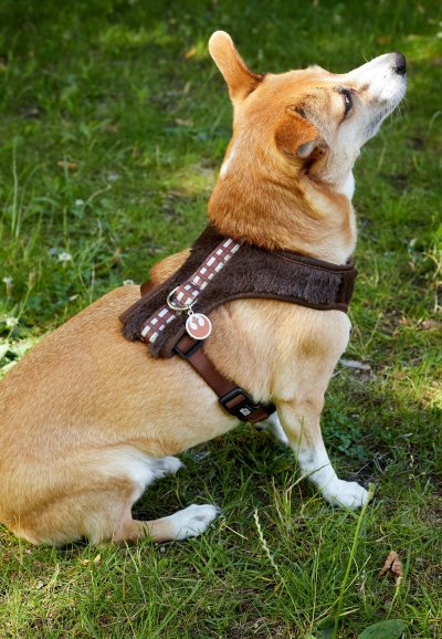 STAR WARS For Fan Pets Arners  Chewbacca Xxs-Xs