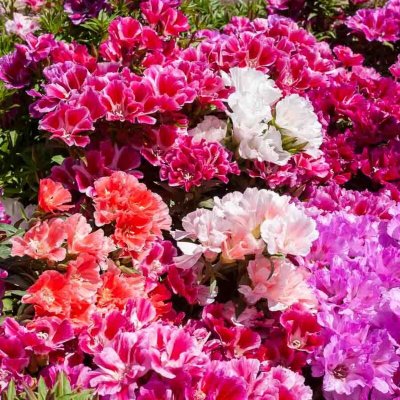 VILMORIN Graines de Godetia Double &agrave; Fleur Azal&eacute;e Vari&eacute; 