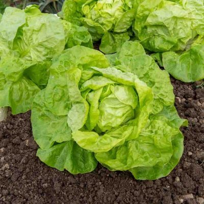 VILMORIN Graines de Laitue Grosse Blonde Paresseuse 
