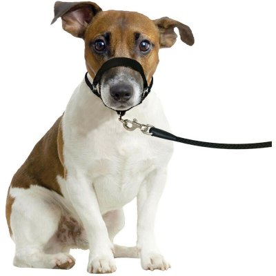 FLAMINGO Harnais de dressage de t&ecirc;te museliere- noir XS - pour chien