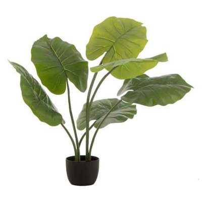 J-Line by Jolipa Taro Sauvage en Pot Plastique Vert Small