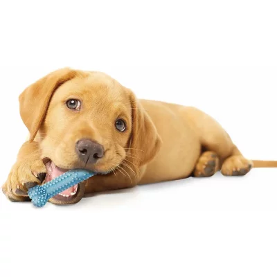 NYLABONE Jouet Os  Dental XS pour chiot - L 9,5 x l 3 x H 1,5 cm