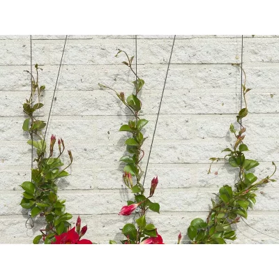 NATURE Kit c&acirc;ble en acier pour plantes grimpantes &Oslash;1,8mm de 10m