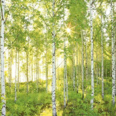 KOMAR  - Photo murale de Sunday - Taille: 368 x 254 cm - vert