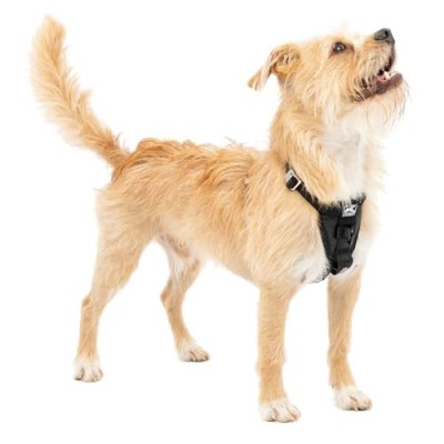 KURGO  Harnais Tru-Fit Smart Avec Sangle D'attache Pour Ceinture De