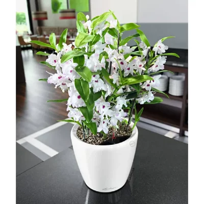 Lechuza - Pot Classico Premium 21 Kit Complet Blanc brillant - 21 cm - Blanc brillant