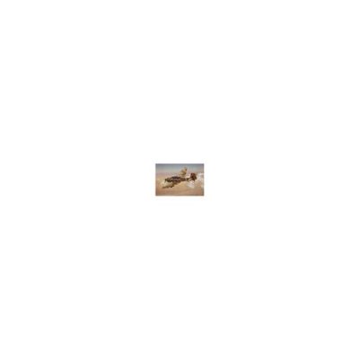 ITALERI Maquette Avion : Junkers 87 B2 Stuka-Maquettes 