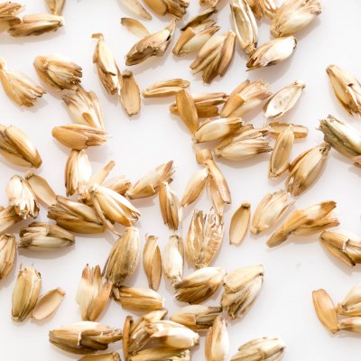 MILLE OREILLERS Oreiller ferme d'&eacute;peautre biologique 4 jours