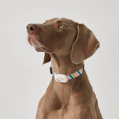 PETKIT  collier analyseur d'activit&eacute;s pour chiens Petit 24-35cm