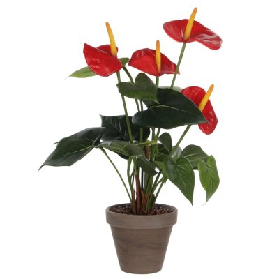 Plante Anthurium Hauteur 40cm Coloris Vert Rouge