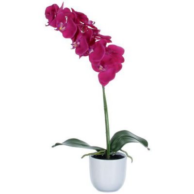 Plante Phalaenopsis Orchid&eacute;e Vert Violet Hauteur 60cm