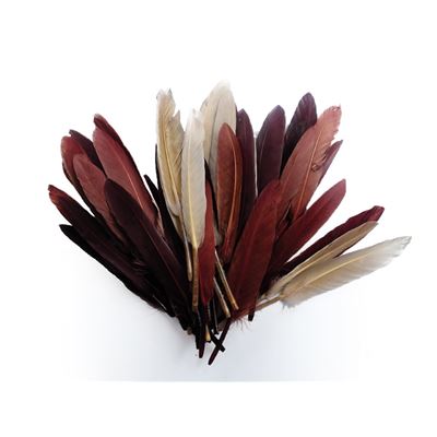 GENERIQUE Plumes d'indien camaieu chocolat sachet 10g 15cm - graine cr&eacute;ative
