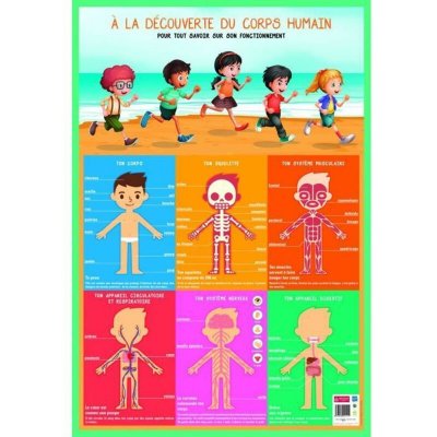 AC DECO Poster p&eacute;dagogique - Corps humain - 52 x 76 cm 52 cm