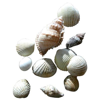 NC Sachet De 400g De Coquillages Assortis [Jouet]