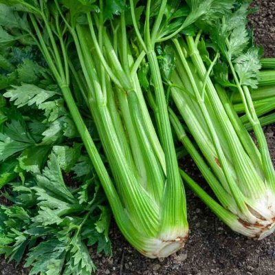 VILMORIN Sachet graines Celeri Branche d'Elne