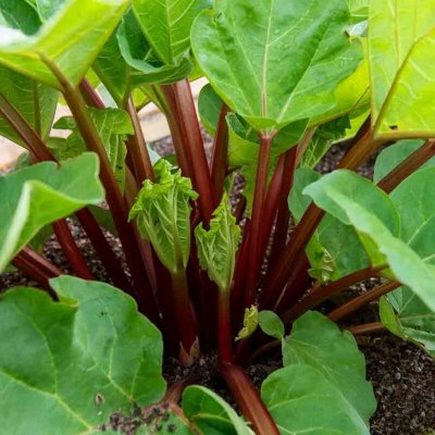 VILMORIN Sachet graines Rhubarbe Victoria Bio - Rheum rhabarbarum