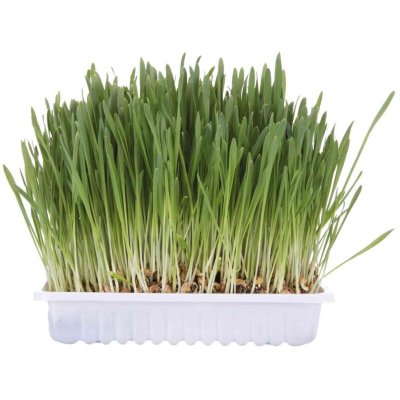 TRIXIE Semences de Herbe Chati&egrave;re 100 gr  