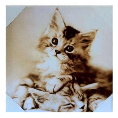HELLO CADEAU STC - Cadre en toile chaton - En Toile et bois - 28 x 28 cm
