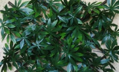 JET7GARDEN Treillis en bois de saule et feuilles de vigne vierge artificielles