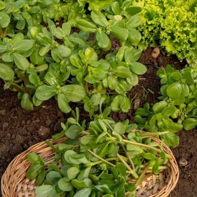 VILMORIN  3875042 Pourpier Dore, Vert, 90 x 2 x 140 cm