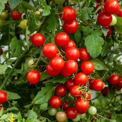 VILMORIN  3961734 Tomate Cerise Bio, Rouge, 90 x 2 x 160 cm