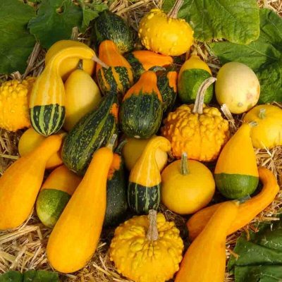 VILMORIN  5237842 Coloquinte, Multicolore, 90 x 2 x 160 cm