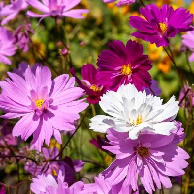 VILMORIN  5248142 Pack De Graines Cosmos Psych&eacute; Vari&eacute;