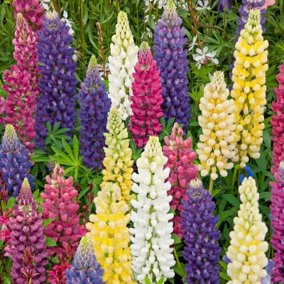 VILMORIN  5345741 Lupin de Russel varie, Multicolore, 90 x 2 x 160 cm