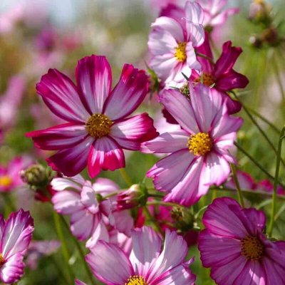 VILMORIN  Cosmos Picot&eacute;e p&eacute;tales blancs bordes rouge
