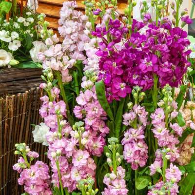 VILMORIN  Girofl&eacute;e Quarantaine a grandes fleurs vari&eacute;es