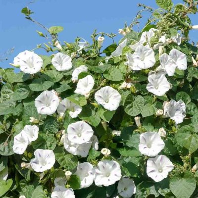 VILMORIN  - Ipom&eacute;e Blanche Etoil&eacute;e - G&eacute;ante Blanche