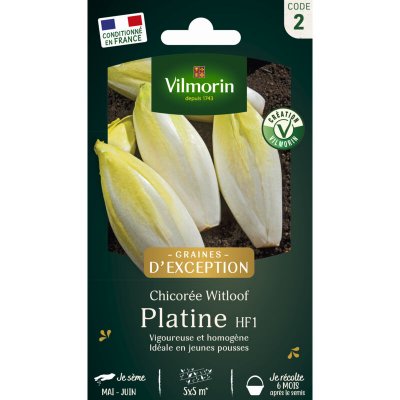 VILMORIN  - Sachet graines Chicor&eacute;e Witloof Platine